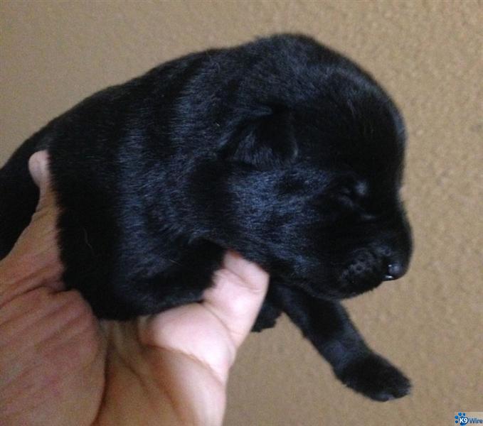 6 days old